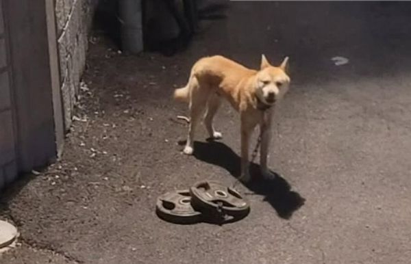 30㎏ 바벨이 목에 묶인 채 버려진 개가 극적으로 구조됐다. 사진은 산에 버려진 개 '벨'이 목에 묶인 바벨을 끌고 내려온 모습. /사진='너와함개냥' 인스타그램 캡처