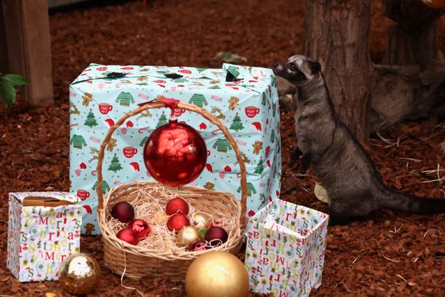 베트남 사업가가 딸 결혼 지참금으로 금괴, 현금, 주식, 부동산에 사향고양이 100마리까지 선물했다. 사진은 지난해 12월11일 벨기에 브뤼젤레트 파이리 다이자 동물원에 있는 사향고양이의 모습. /사진=로이터