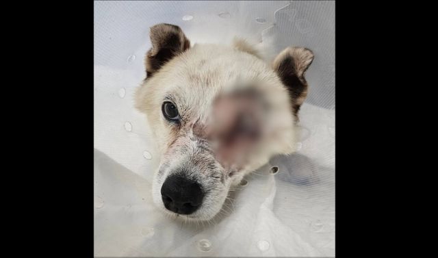 현역 해병대원 일행이 쏜 수백발 비비탄을 맞고 안구가 손상된 개가 결국 안구 적출 수술을 받았다. /사진=동물보호단체 비글구조네트워크