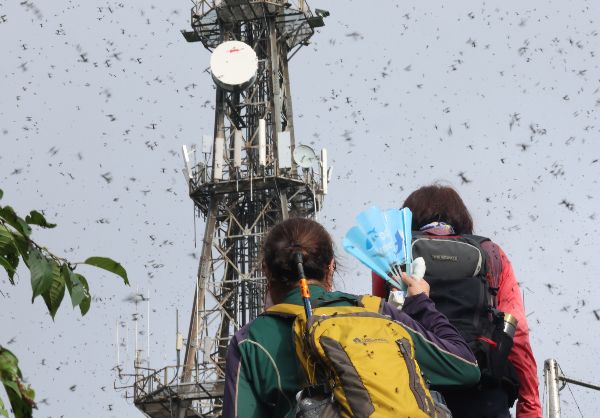 미국 플로리다 중북부 도시에서 러브버그 개체수가 극적으로 감소했다. 사진은 지난달 30일 오전 인천 계양구 계양산 정상에서 러브버그(붉은등우단털파리) 무리가 등산로와 등산객들에게 들러붙으며 불쾌감을 주고있는 모습. /사진=뉴시스