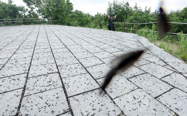 러브버그(붉은등우단털파리)가 7월 중순쯤 사라질 것이라는 전문가 전망이 나왔다. 사진은 지난달 30일 오전 인천 계양구 계양산 정상에서 발견된 러브버그(붉은등우단털파리) 무리. /사진=뉴시스