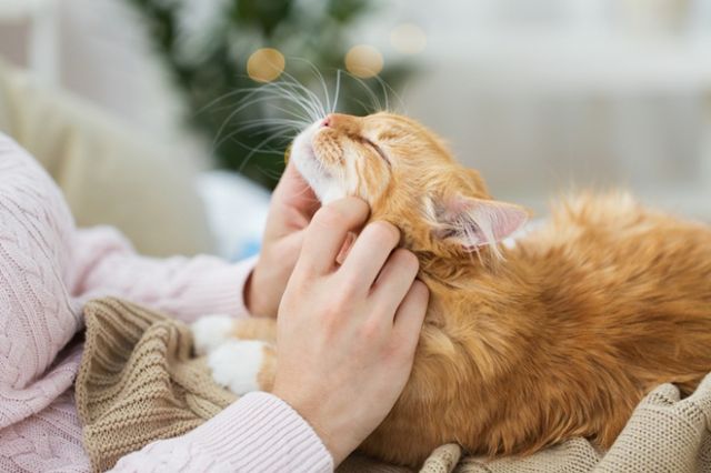 중국인 남성(82)이 자신의 고양이를 돌봐줄 보호자에게 유산 상속하겠다고 전했다. 사진은 고양이의 모습. 해당 기사와 직접적인 연관 없음. /사진=클립아트코리아 