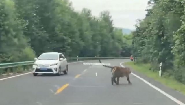 중국과 북한의 접경지인 중국 지린성 한 도로에 백두산 호랑이가 나타났다. 사진은 백두산 호랑이가 도로에 나타난 모습. /사진=웨이보 영상 캡처