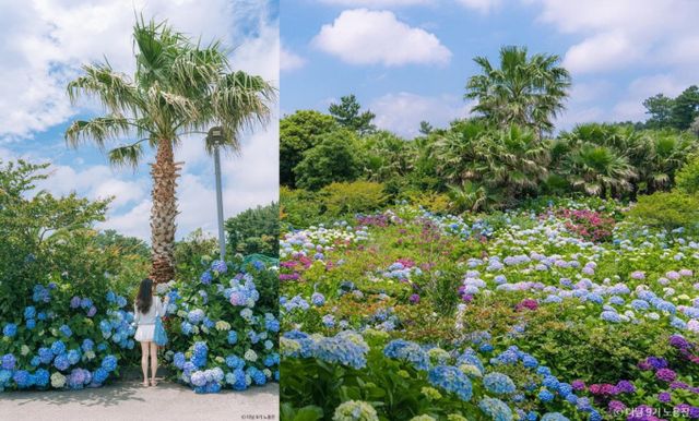 흐드러지게 피어난 수국을 만날 수 있는 현애원. /사진=한국관광공사