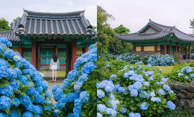 혼인지는 푸른 수국이 매력적인 곳이다. /사진=한국관광공사