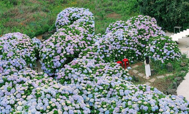 사람 키보다 더 큰 수국 속에 폭 파묻힐 수 있는 미레이나. /사진=한국관광공사