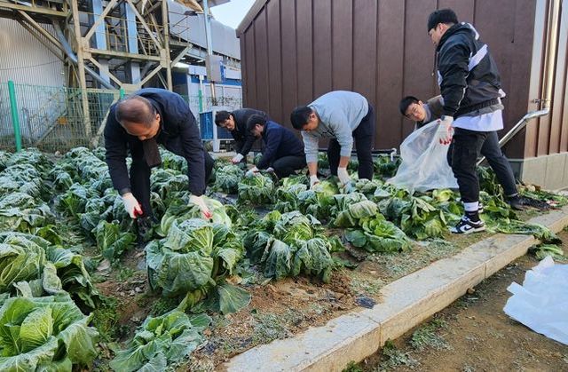 양평공사, 직접 재배한 배추 200포기 나눔