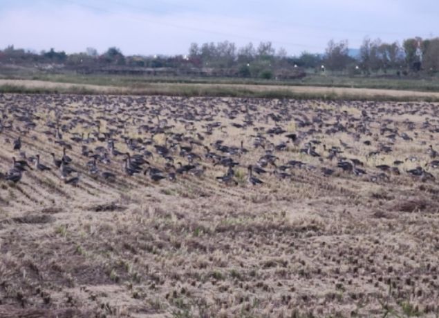 야생조류생태공원의 겨울철새
