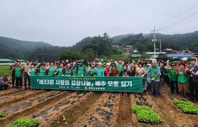 새마을회 배추모종심기