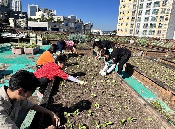 세류1동 동립말 옥상텃밭 무 모종 심기