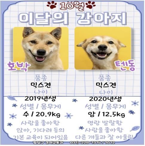 이달의 강아지(포스터)