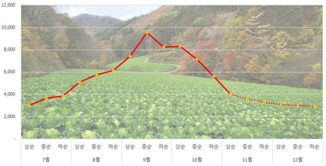 배추 도매가격 동향 및 전망