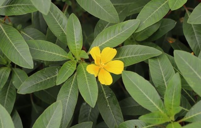 생태계교란생물 신규 지정 종 물여뀌바늘(Ludwigia peploides)