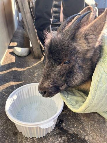 구조된 산양 모습(’24.1월)