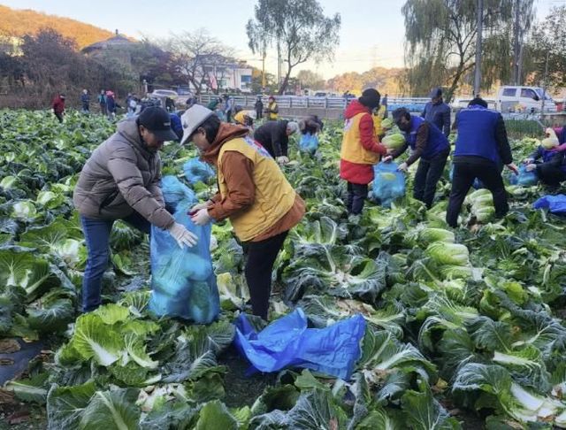 농촌지도자시흥시연합회, '나눌수록 기쁨, 더할수록 행복' 사랑의 나눔 배추 수확