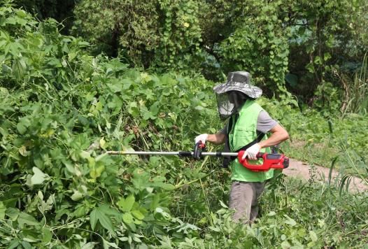 용인특례시는 지난 9월 민간단체인 환경21연대와 함께 탄천변 생태계 교란 야생식물 제거 활동을 펼쳤다.