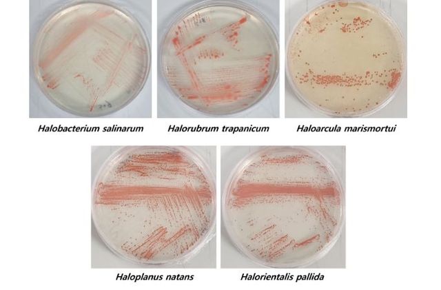 미생물(고균) 배양체 및 유전체 화상자료