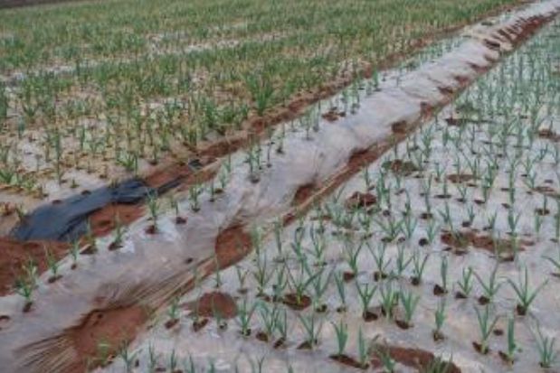 마늘 이중피복 재배로 언 피해 감소