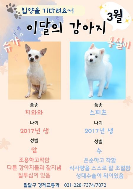유기견 새 가족 찾기, 수원시 팔달구 3월 '이달의 강아지'