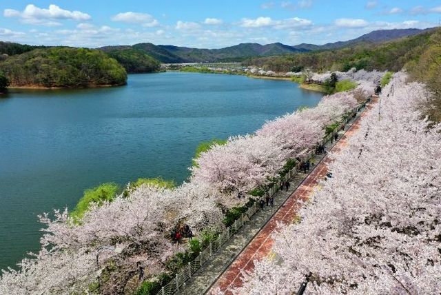 광교저수지 벚꽃길