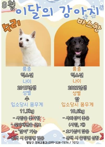 유기견 새 가족 찾기, 수원시 팔달구 8월 '이달의 강아지'