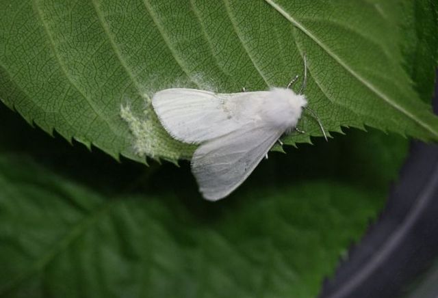 미국흰불나방 성충