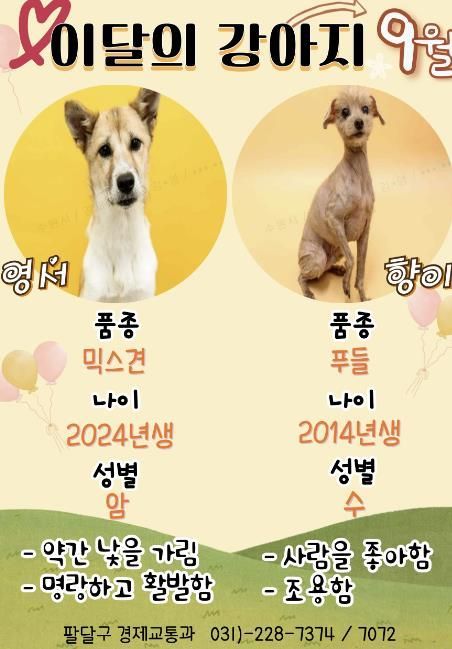 유기견 새 가족 찾기, 수원시 팔달구 9월 '이달의 강아지'