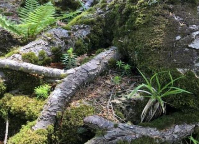 한라산의 어린 구상나무