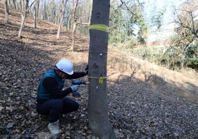 고로쇠나무 출수공 작업