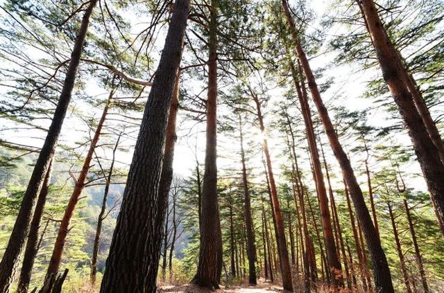 울진 소광리 금강송