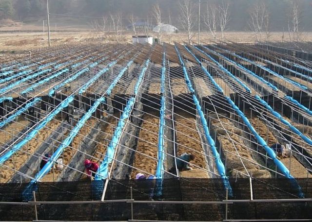 눈이 쌓이지 않도록 차광망을 말아놓은 인삼밭