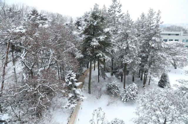 홍릉수목원 설경