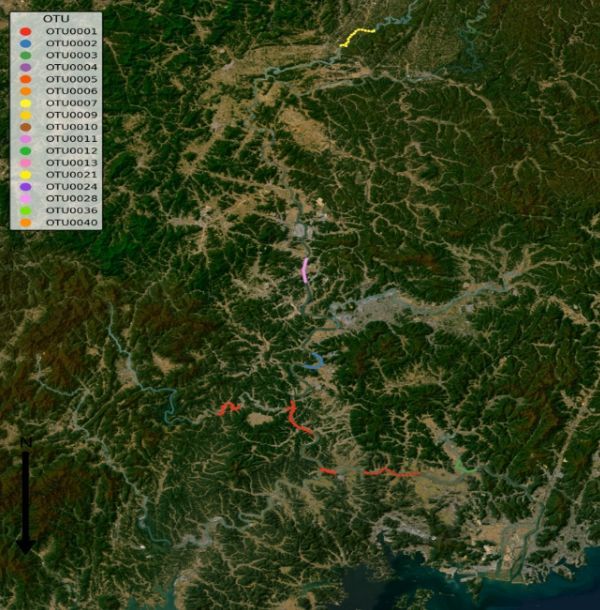 낙동강수계 유전형 분포