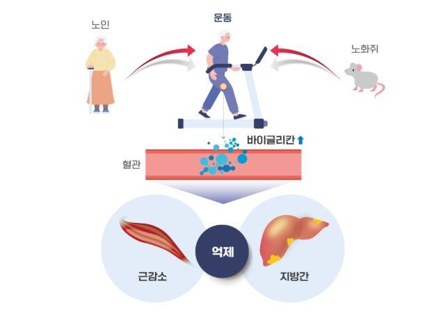 운동을 통해 분비된 바이글리칸(Biglycan)의 근육과 간 손상 개선효과 모식도