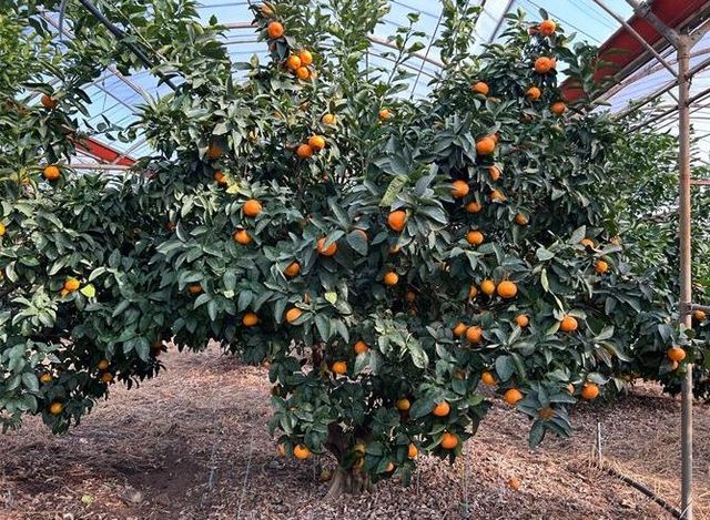 ‘미래향’ 재배