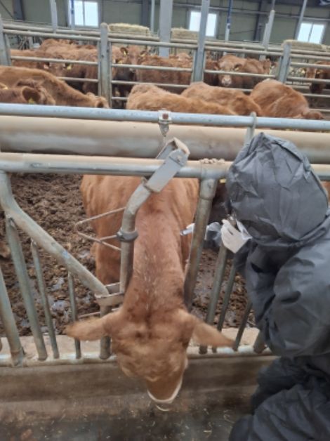 송아지 백신 접종