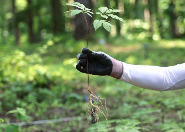 국립산림과학원 산림약용연구소 산양삼시험림