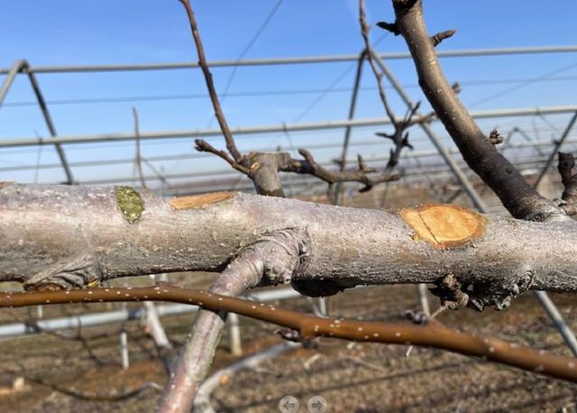 가지의 그루터기를 제거한 모습