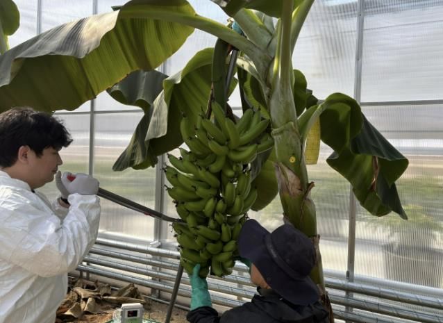 용인특례시는 아열대 작물 과학영농시설에서 바나나 첫 수확에 성공했다