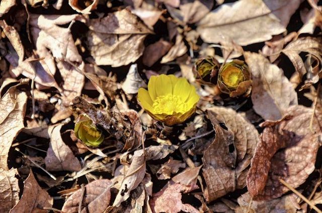 2월 3일_13시 30분_복수초