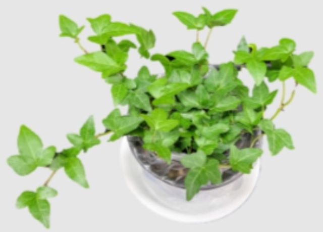 미세먼지 원인물질 저감 효과가 우수한 식물(아이비)