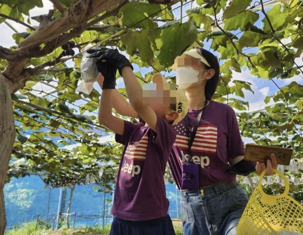 수원시 과수공원에서 수확체험을 하는 모습