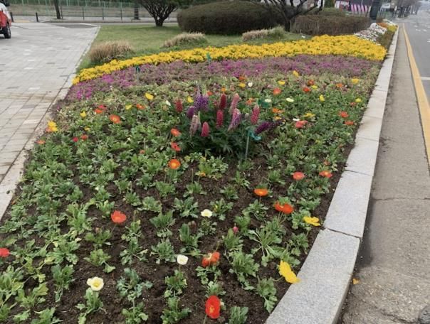 처인구청 인근 도로변 화단에 식재된 봄꽃