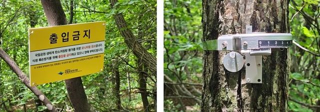 수목 탄소흡수량 평가 조사구 내부 모습