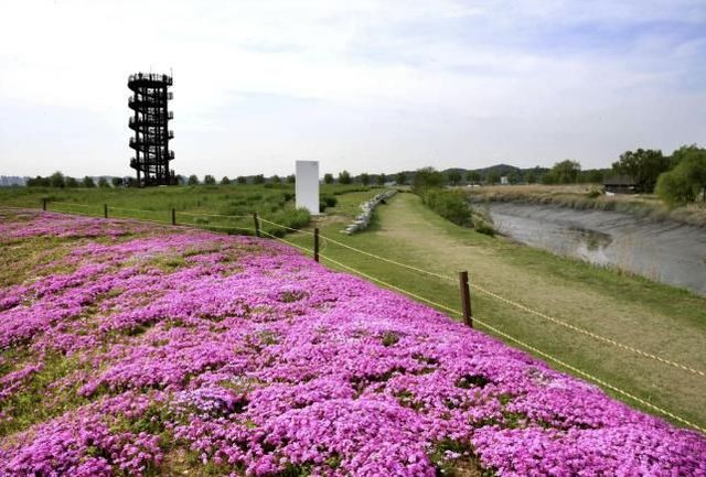 시흥시, 주요 공원에 봄꽃 8만8천본 식재… 도심 속 봄 정취 가득