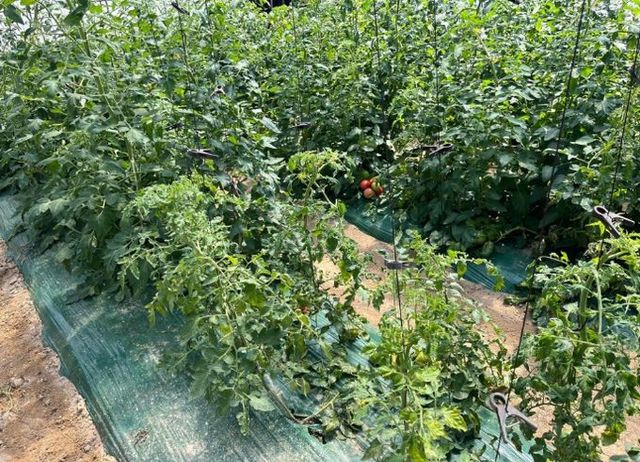 이천시농업기술센터, 시설재배지 바이러스병 예방 당부