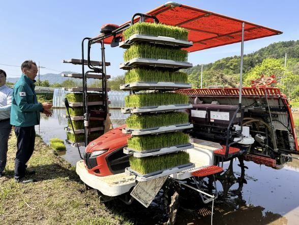 단월면, 벼 모내기 본격 시작