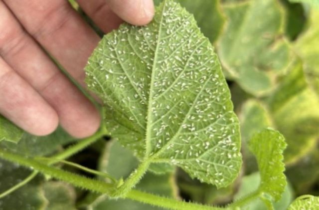 담배가루이 피해를 본 참외잎