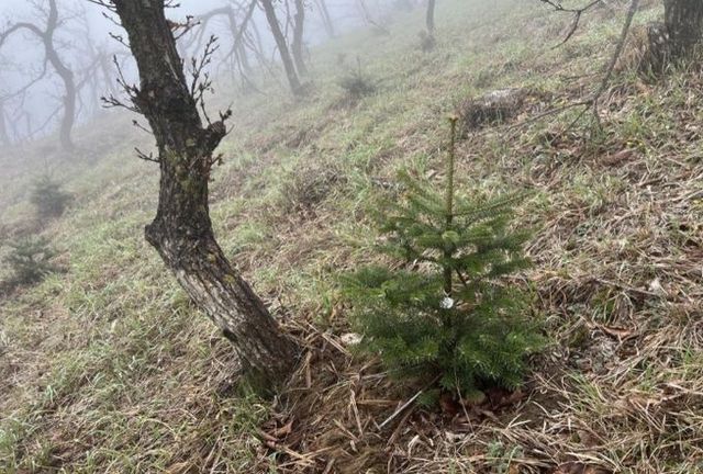 무주군 구상나무 현지외 보존원 현황(2025년 4월)