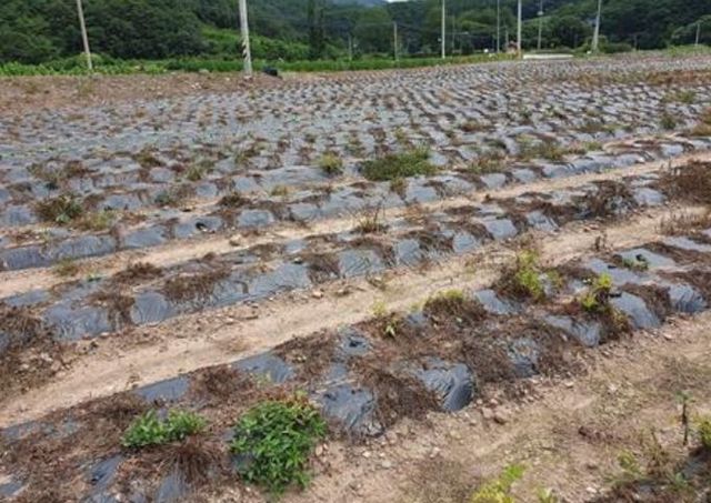 천궁 생육 고온 피해